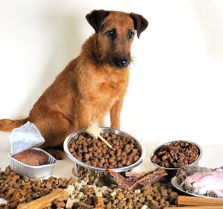 Что должно быть в составе хорошего корма для собак.Подбираем корм с учетом стандартов и потребностей питомца
